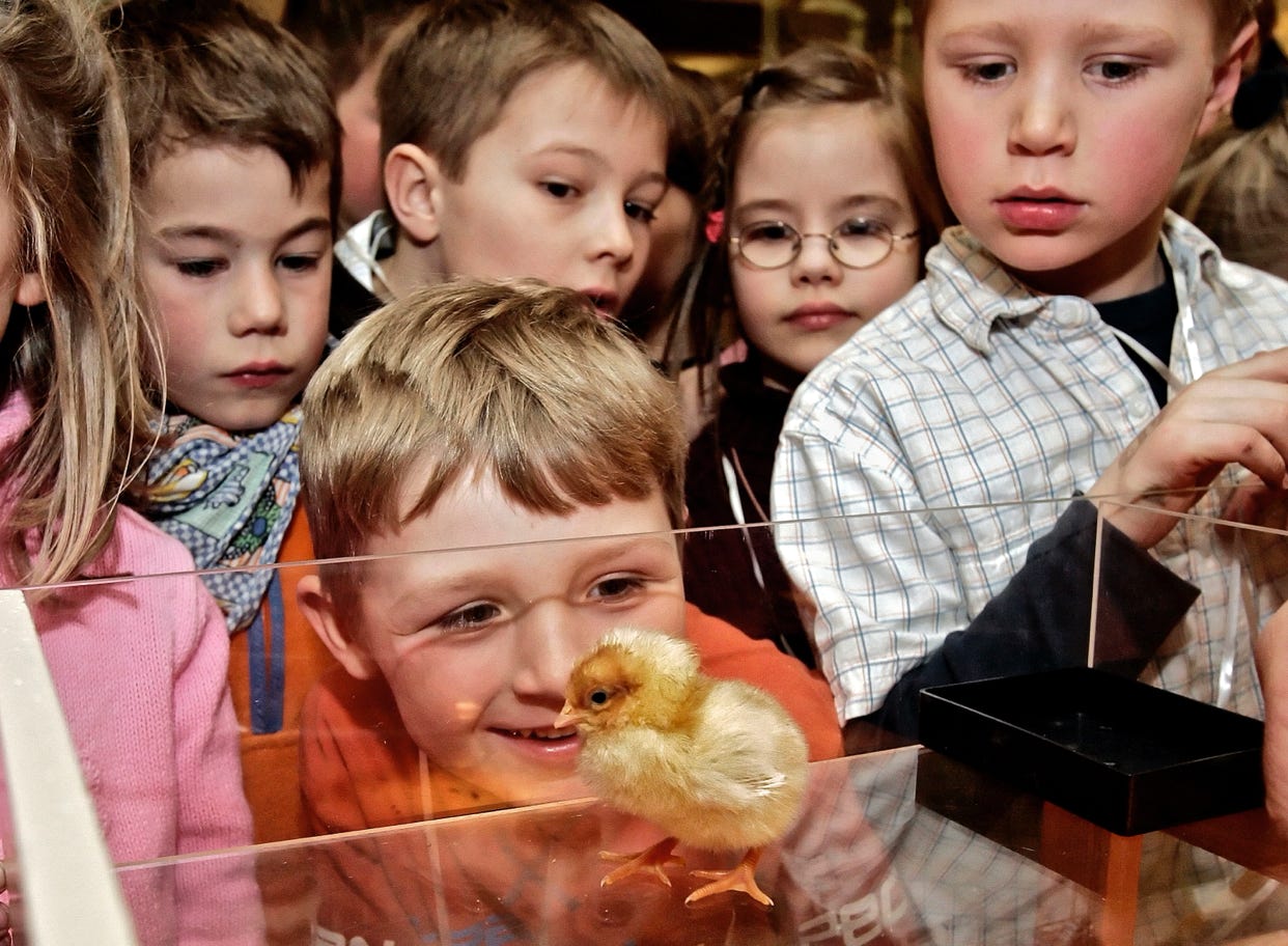 Kinder schauen sich vergnügt ein Hühner-Kücken an.